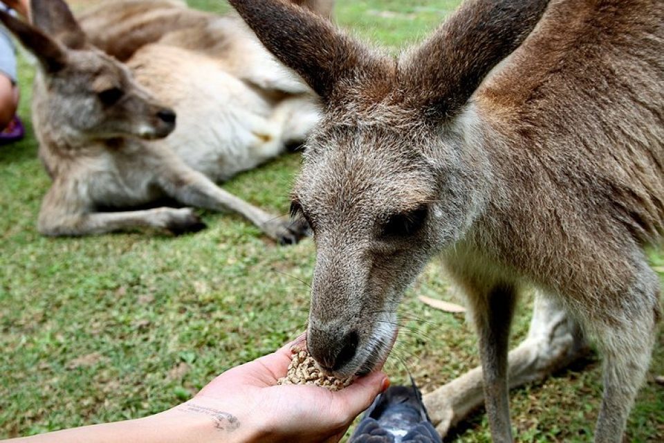 australia-queensland-gold-coast-currumbin-wildlife-sanctuary